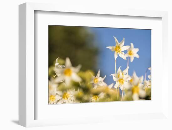 USA, Washington State. Portrait of Avalanche Lily (Erythronium montanum) at Olympic National Park.-Gary Luhm-Framed Photographic Print