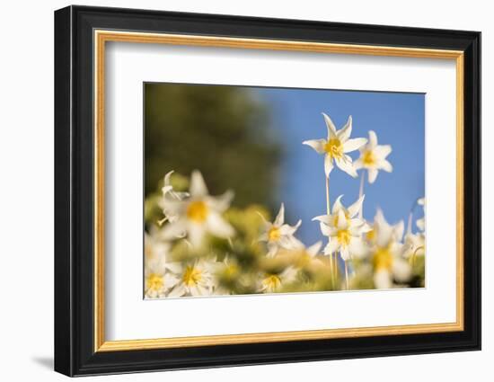 USA, Washington State. Portrait of Avalanche Lily (Erythronium montanum) at Olympic National Park.-Gary Luhm-Framed Photographic Print