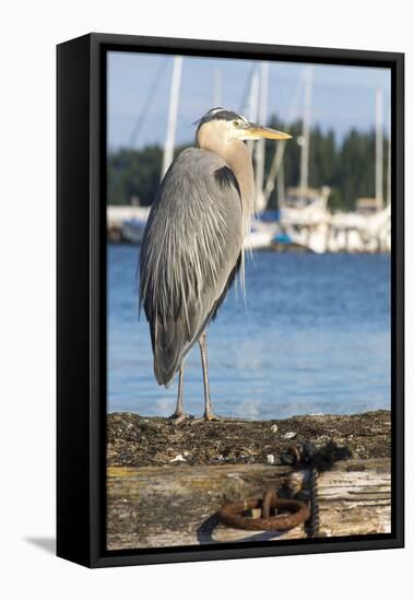 USA, Washington State, Poulsbo Great Blue Heron on marine floatation.-Trish Drury-Framed Premier Image Canvas