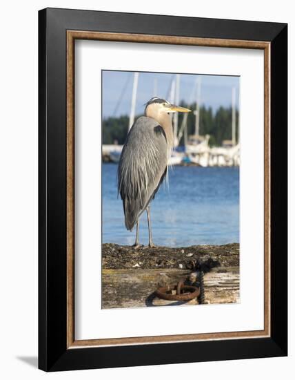 USA, Washington State, Poulsbo Great Blue Heron on marine floatation.-Trish Drury-Framed Photographic Print