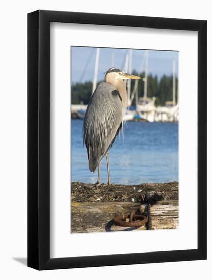 USA, Washington State, Poulsbo Great Blue Heron on marine floatation.-Trish Drury-Framed Photographic Print