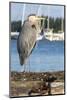 USA, Washington State, Poulsbo Great Blue Heron on marine floatation.-Trish Drury-Mounted Photographic Print