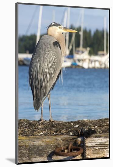 USA, Washington State, Poulsbo Great Blue Heron on marine floatation.-Trish Drury-Mounted Photographic Print