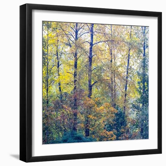 USA, Washington State, Preston with Cottonwoods in fall color-Sylvia Gulin-Framed Photographic Print