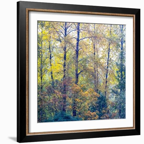 USA, Washington State, Preston with Cottonwoods in fall color-Sylvia Gulin-Framed Photographic Print