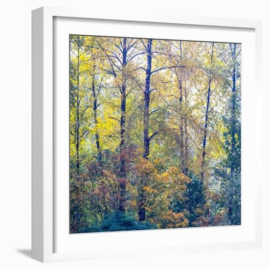 USA, Washington State, Preston with Cottonwoods in fall color-Sylvia Gulin-Framed Photographic Print