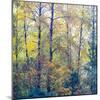 USA, Washington State, Preston with Cottonwoods in fall color-Sylvia Gulin-Mounted Photographic Print