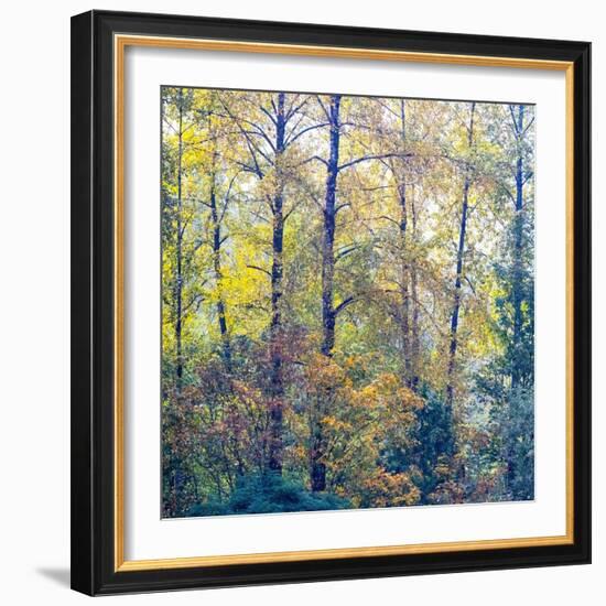 USA, Washington State, Preston with Cottonwoods in fall color-Sylvia Gulin-Framed Photographic Print