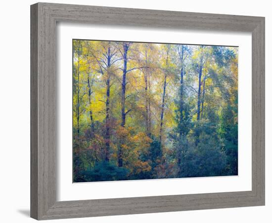 USA, Washington State, Preston with Cottonwoods in fall color-Sylvia Gulin-Framed Photographic Print