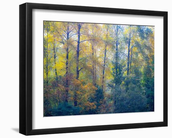 USA, Washington State, Preston with Cottonwoods in fall color-Sylvia Gulin-Framed Photographic Print