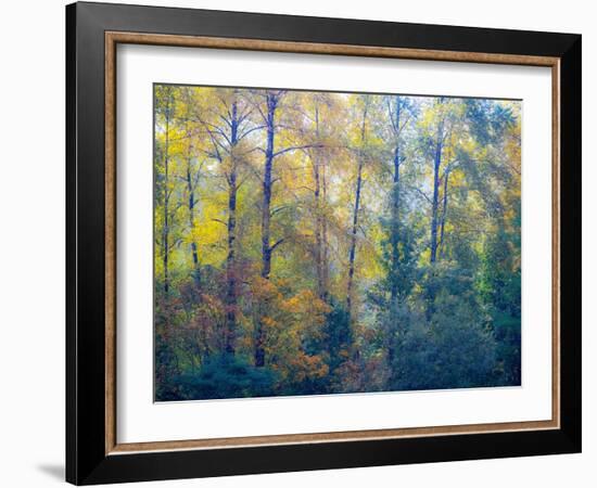 USA, Washington State, Preston with Cottonwoods in fall color-Sylvia Gulin-Framed Photographic Print
