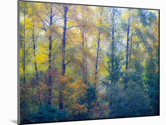 USA, Washington State, Preston with Cottonwoods in fall color-Sylvia Gulin-Mounted Photographic Print