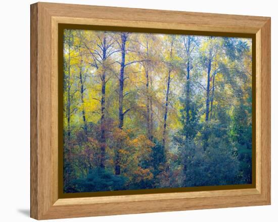 USA, Washington State, Preston with Cottonwoods in fall color-Sylvia Gulin-Framed Premier Image Canvas