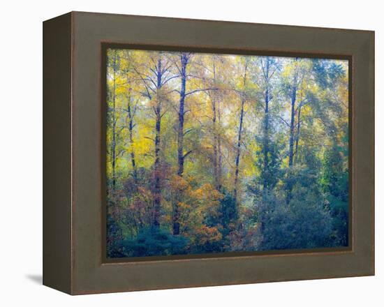 USA, Washington State, Preston with Cottonwoods in fall color-Sylvia Gulin-Framed Premier Image Canvas