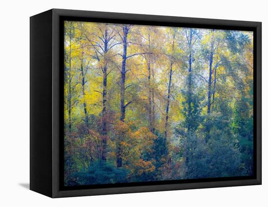 USA, Washington State, Preston with Cottonwoods in fall color-Sylvia Gulin-Framed Premier Image Canvas