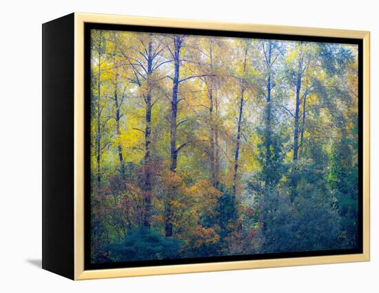 USA, Washington State, Preston with Cottonwoods in fall color-Sylvia Gulin-Framed Premier Image Canvas