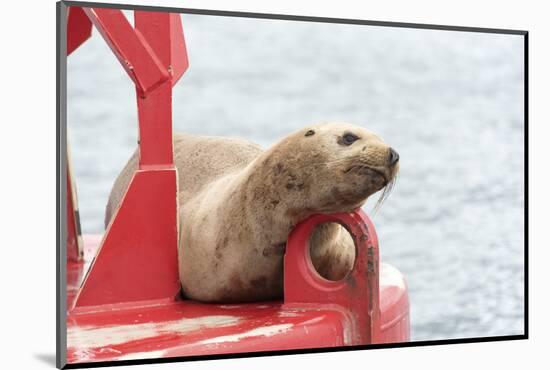 USA, Washington State, Puget Sound. California Sea Lion hauled out on channel marker-Trish Drury-Mounted Photographic Print