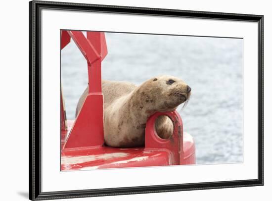 USA, Washington State, Puget Sound. California Sea Lion hauled out on channel marker-Trish Drury-Framed Photographic Print