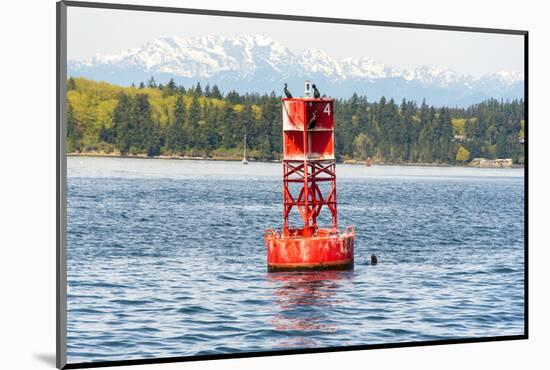 USA, Washington State, Puget Sound. California Sea Lions circling channel marker buoy.-Trish Drury-Mounted Photographic Print