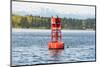 USA, Washington State, Puget Sound. California Sea Lions circling channel marker buoy.-Trish Drury-Mounted Photographic Print