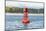 USA, Washington State, Puget Sound. California Sea Lions circling channel marker buoy.-Trish Drury-Mounted Photographic Print