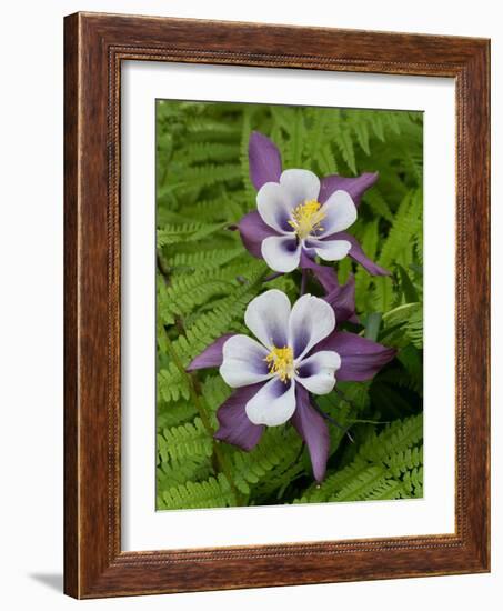 Usa, Washington State. Purple, white and yellow columbine and ferns in garden-Merrill Images-Framed Photographic Print