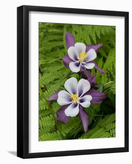 Usa, Washington State. Purple, white and yellow columbine and ferns in garden-Merrill Images-Framed Photographic Print