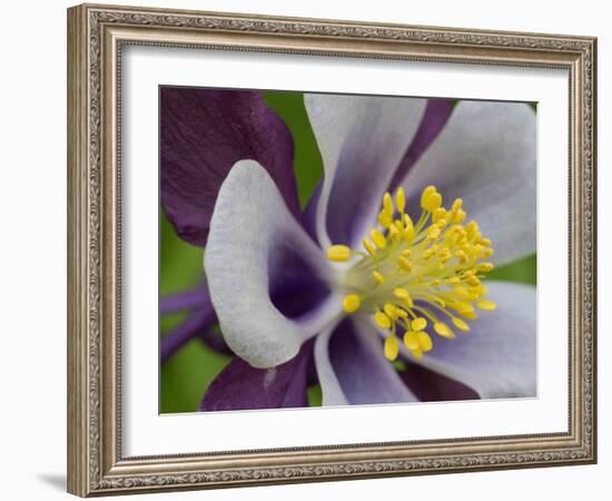 Usa, Washington State. Purple, white and yellow columbine in garden-Merrill Images-Framed Photographic Print