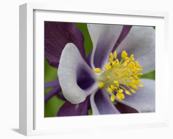 Usa, Washington State. Purple, white and yellow columbine in garden-Merrill Images-Framed Photographic Print