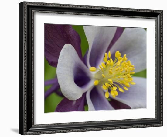 Usa, Washington State. Purple, white and yellow columbine in garden-Merrill Images-Framed Photographic Print