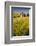 USA, Washington State, Red Barn in Field of Harvest Wheat-Terry Eggers-Framed Photographic Print