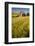 USA, Washington State, Red Barn in Field of Harvest Wheat-Terry Eggers-Framed Photographic Print
