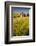 USA, Washington State, Red Barn in Field of Harvest Wheat-Terry Eggers-Framed Photographic Print