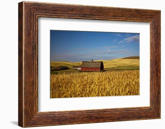 USA, Washington State. Red Barn Surrounded by Ripe Wheat-Terry Eggers-Framed Photographic Print