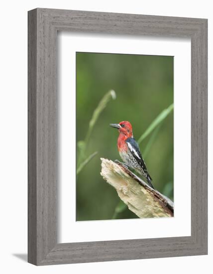 USA, Washington State. Red-breasted Sapsucker (Sphyrapicus ruber) perches on a fallen alder snag.-Gary Luhm-Framed Photographic Print