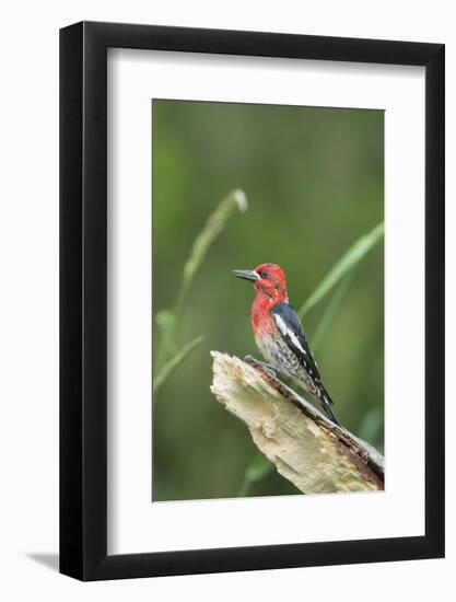 USA, Washington State. Red-breasted Sapsucker (Sphyrapicus ruber) perches on a fallen alder snag.-Gary Luhm-Framed Photographic Print