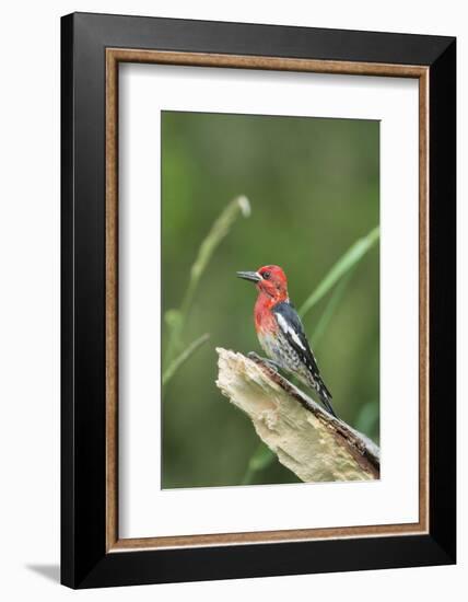 USA, Washington State. Red-breasted Sapsucker (Sphyrapicus ruber) perches on a fallen alder snag.-Gary Luhm-Framed Photographic Print