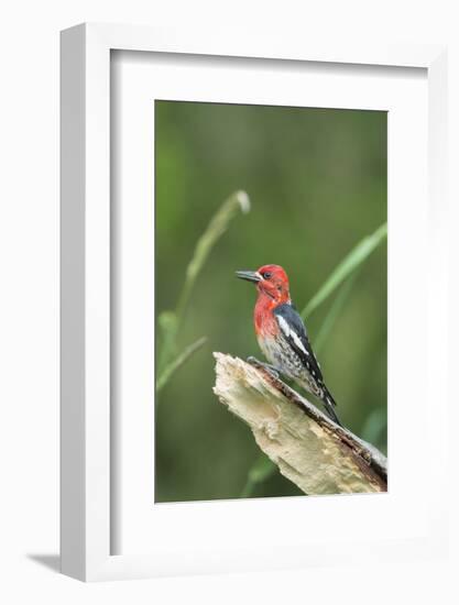 USA, Washington State. Red-breasted Sapsucker (Sphyrapicus ruber) perches on a fallen alder snag.-Gary Luhm-Framed Photographic Print