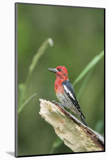 USA, Washington State. Red-breasted Sapsucker (Sphyrapicus ruber) perches on a fallen alder snag.-Gary Luhm-Mounted Photographic Print