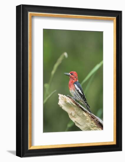 USA, Washington State. Red-breasted Sapsucker (Sphyrapicus ruber) perches on a fallen alder snag.-Gary Luhm-Framed Photographic Print