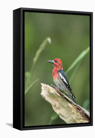 USA, Washington State. Red-breasted Sapsucker (Sphyrapicus ruber) perches on a fallen alder snag.-Gary Luhm-Framed Premier Image Canvas