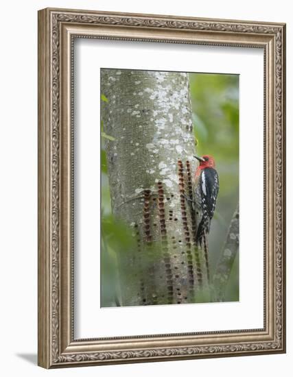 USA, Washington State. Red-breasted Sapsucker-Gary Luhm-Framed Photographic Print