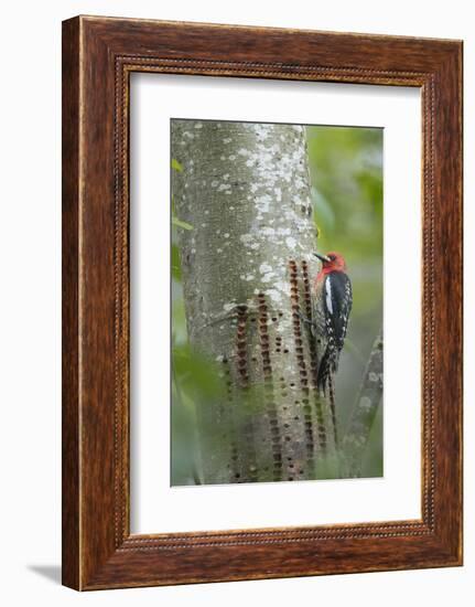 USA, Washington State. Red-breasted Sapsucker-Gary Luhm-Framed Photographic Print