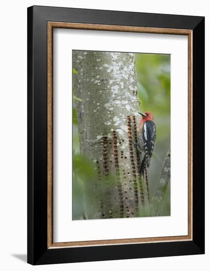 USA, Washington State. Red-breasted Sapsucker-Gary Luhm-Framed Photographic Print