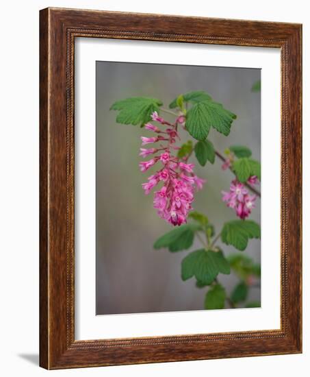 USA, Washington State. Red flowering currant.-Merrill Images-Framed Photographic Print