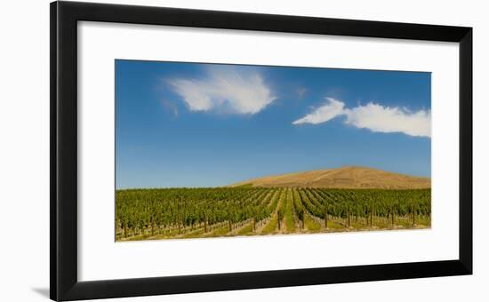 USA, Washington State, Red Mountain. Quintessence vineyard with Red Mountain in the background.-Richard Duval-Framed Photographic Print