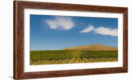 USA, Washington State, Red Mountain. Quintessence vineyard with Red Mountain in the background.-Richard Duval-Framed Photographic Print