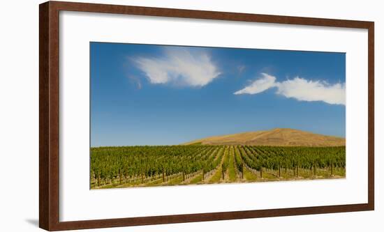 USA, Washington State, Red Mountain. Quintessence vineyard with Red Mountain in the background.-Richard Duval-Framed Photographic Print