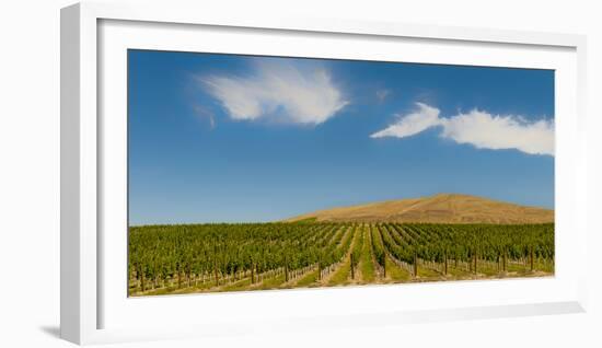 USA, Washington State, Red Mountain. Quintessence vineyard with Red Mountain in the background.-Richard Duval-Framed Photographic Print