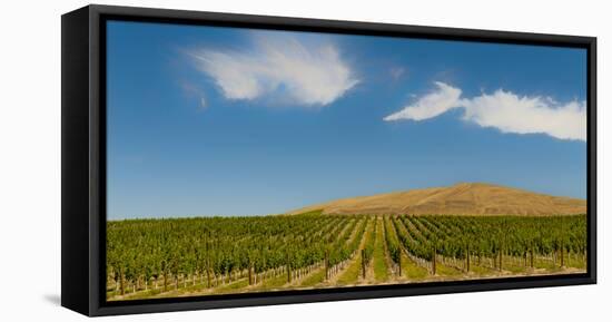 USA, Washington State, Red Mountain. Quintessence vineyard with Red Mountain in the background.-Richard Duval-Framed Premier Image Canvas